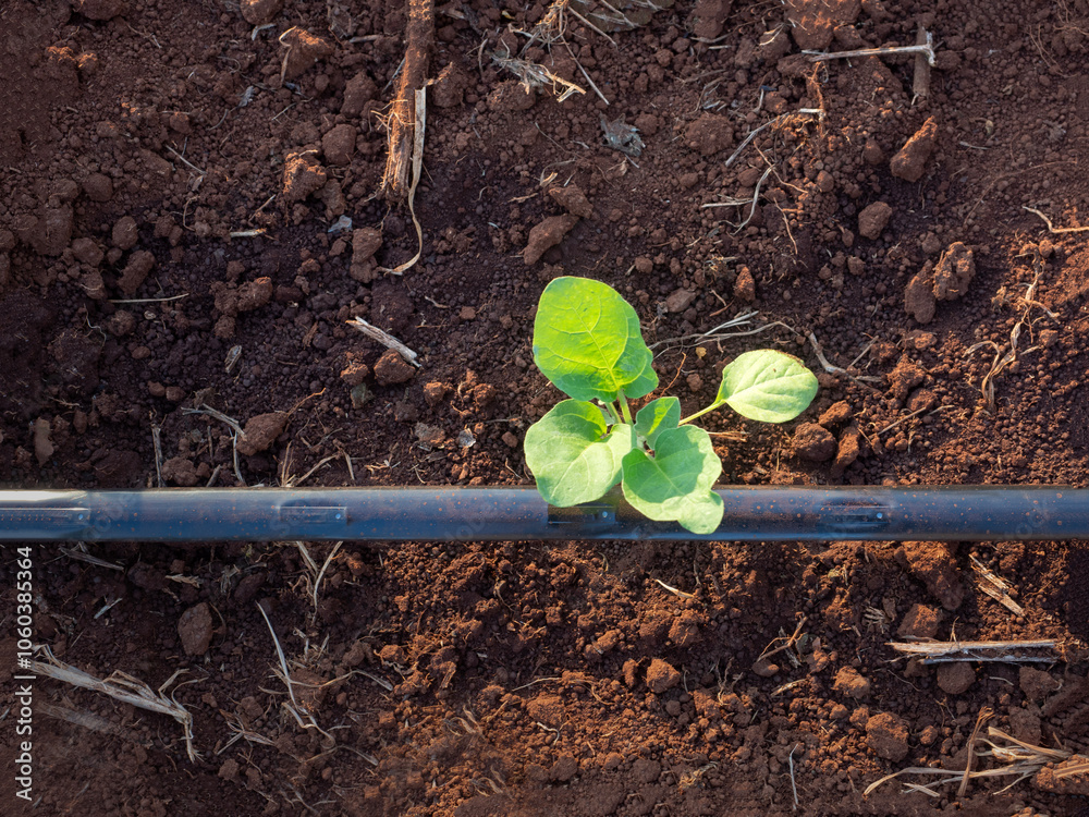 Seedlings of vegetable plants growing on the ground Equipped with a system for running water in pipes...
