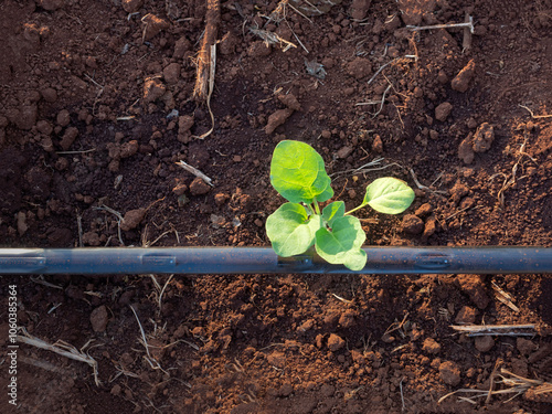 Obraz na płótnie Seedlings of vegetable plants growing on the ground Equipped with a system for running water in pipes... w salonie