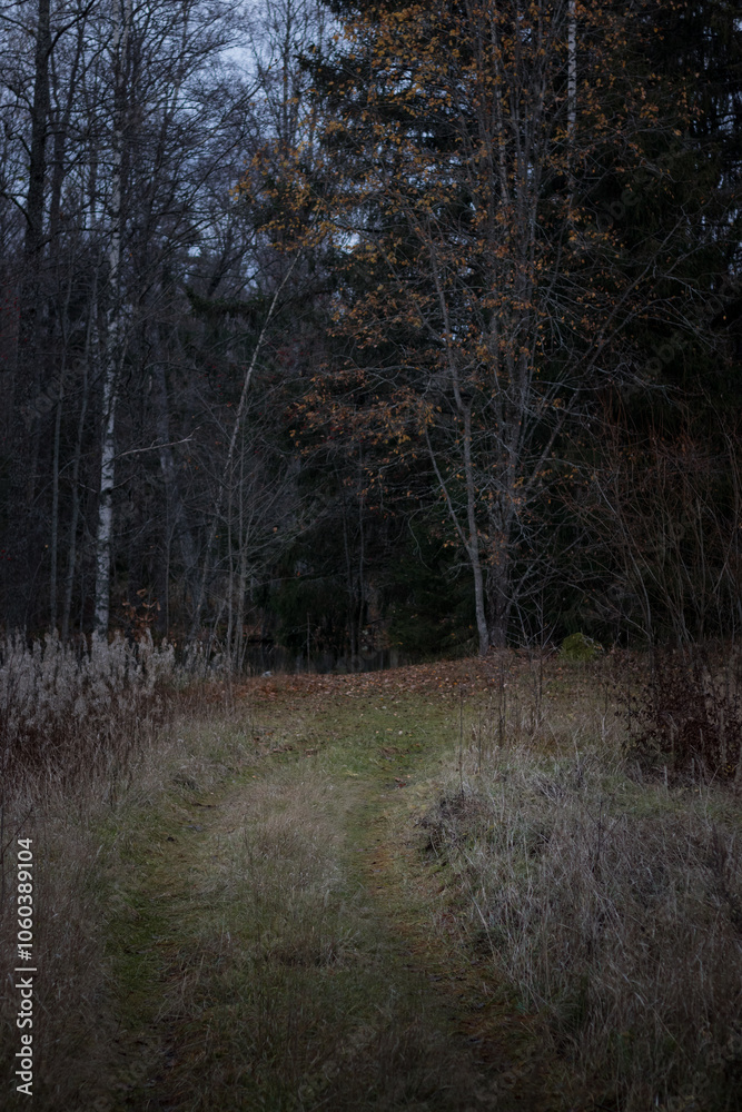 A meadow path leading to a fall forest. A meadow path leading to a fall forest.
