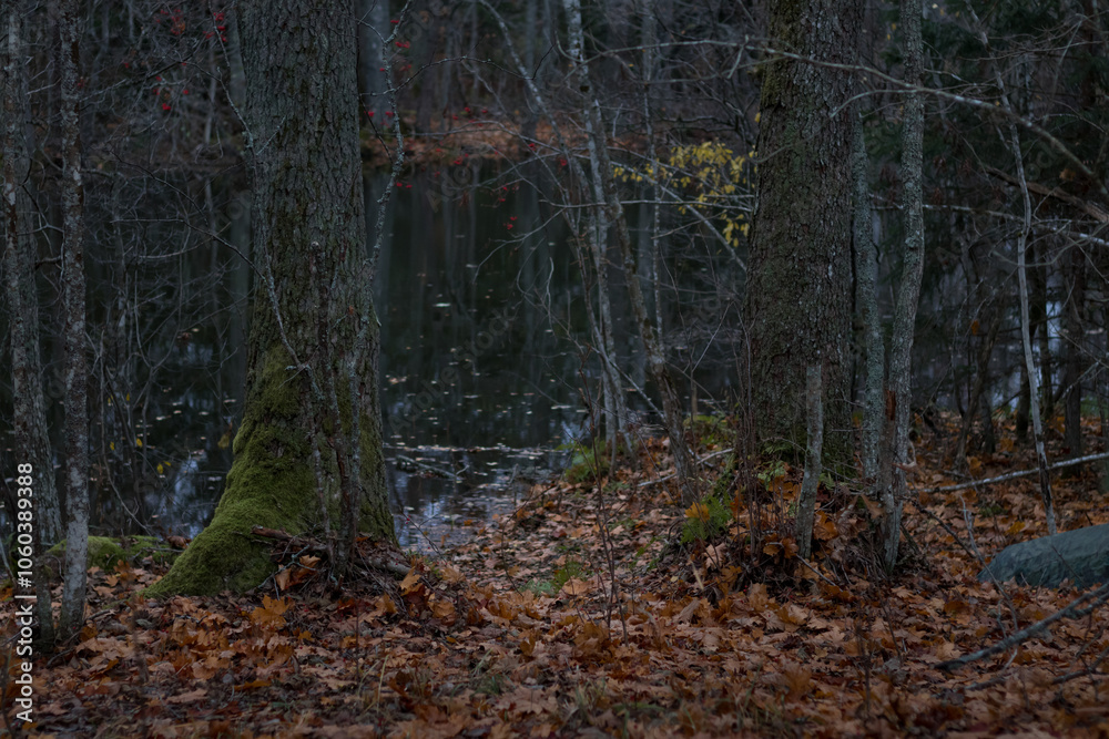 Obraz premium An autumn forest lake in october.