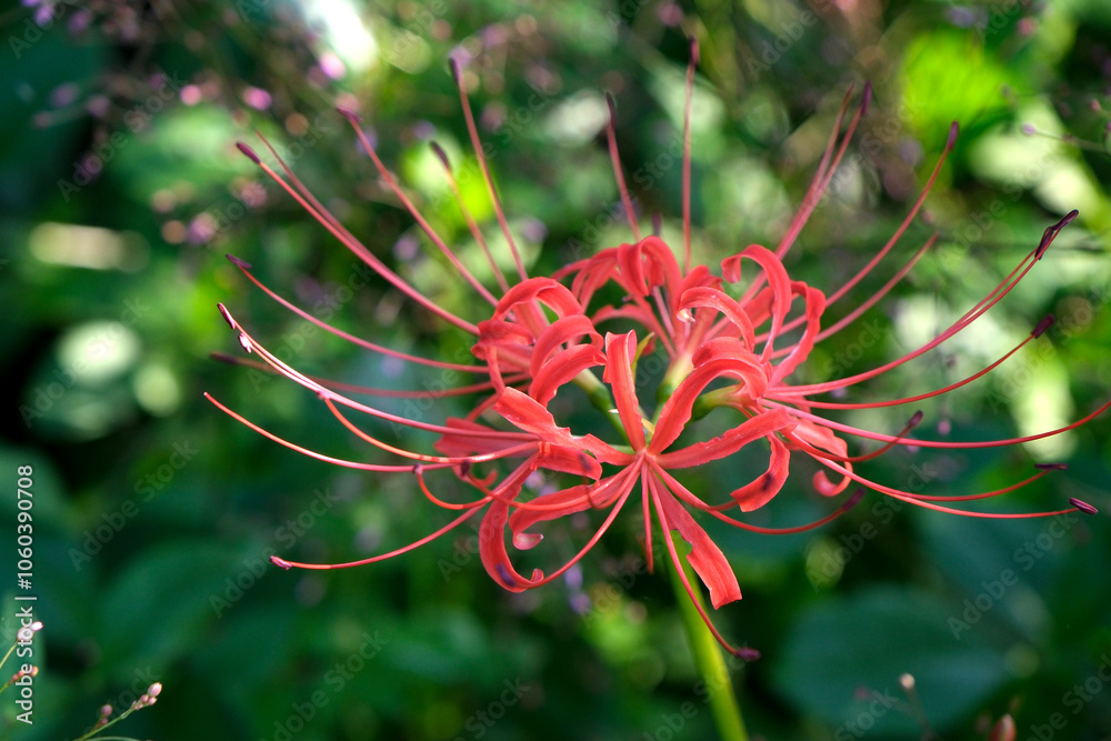 赤いヒガンバナ