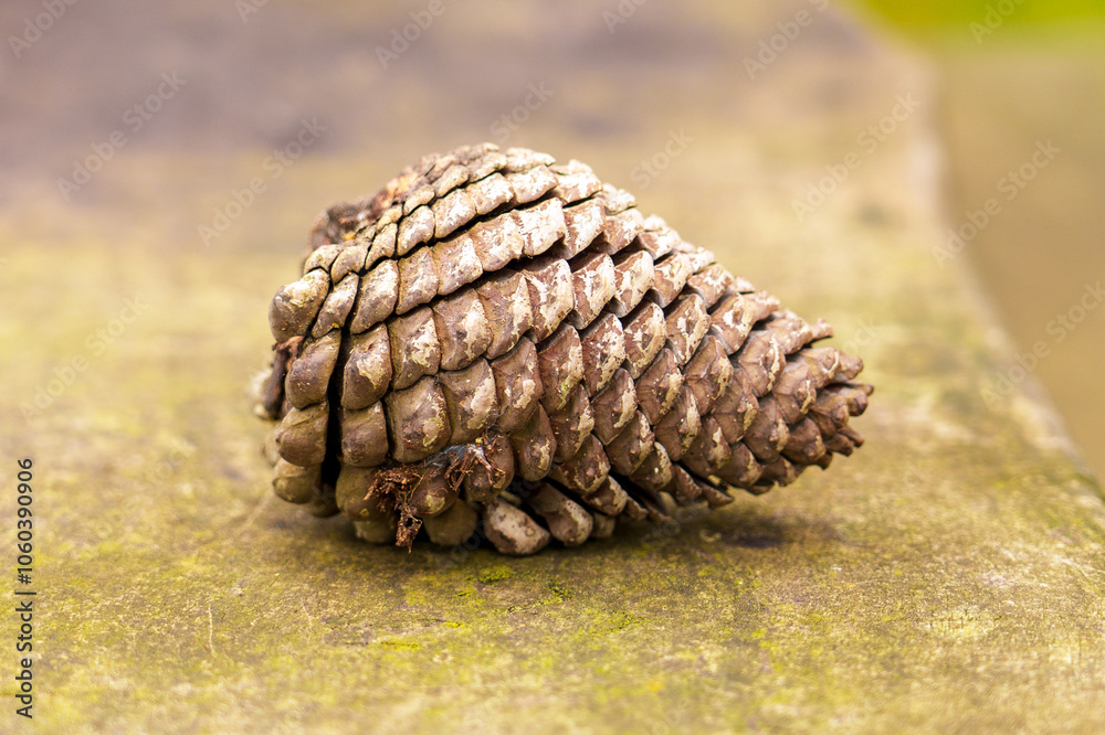 Detailed view of a pine cone on moss covered table, emphasizing natural textures and eco-awareness close up Detailed view of a pine cone on moss covered table, emphasizing natural textures and eco-awareness close up