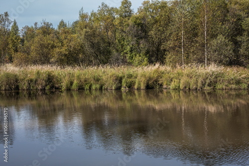 reeds in the lake