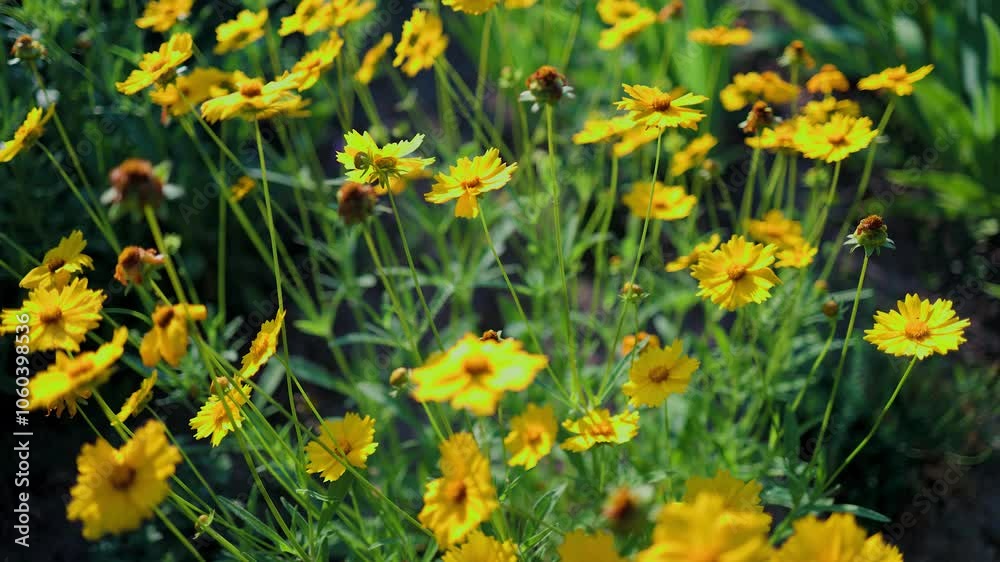 Top view of beautiful yellow daisies and green leaves. Flowers and leaves sway in the wind. The evening sun illuminates the flowers. Top view of beautiful yellow daisies and green leaves. Flowers and leaves sway in the wind. The evening sun illuminates the flowers.