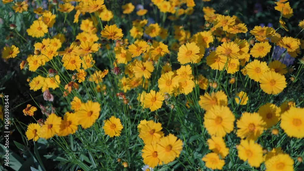 Top view of beautiful yellow daisies and green leaves. Flowers and leaves sway in the wind. The evening sun illuminates the flowers. Top view of beautiful yellow daisies and green leaves. Flowers and leaves sway in the wind. The evening sun illuminates the flowers.
