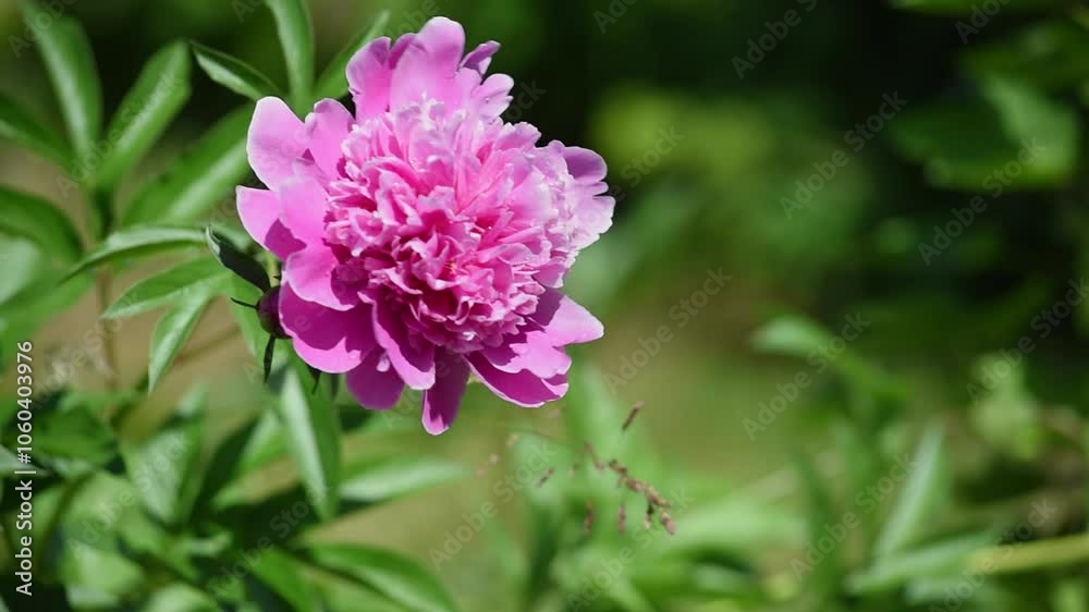 peony flower outside on a summer sunny day peony flower outside on a summer sunny day