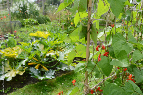 Foto Runner bean vines in a vegetable garden, courgettes beyond