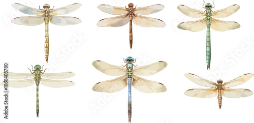 dragonfly watercolor clipart	