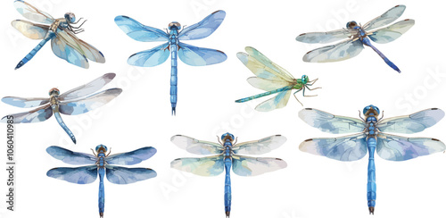 dragonfly watercolor clipart	