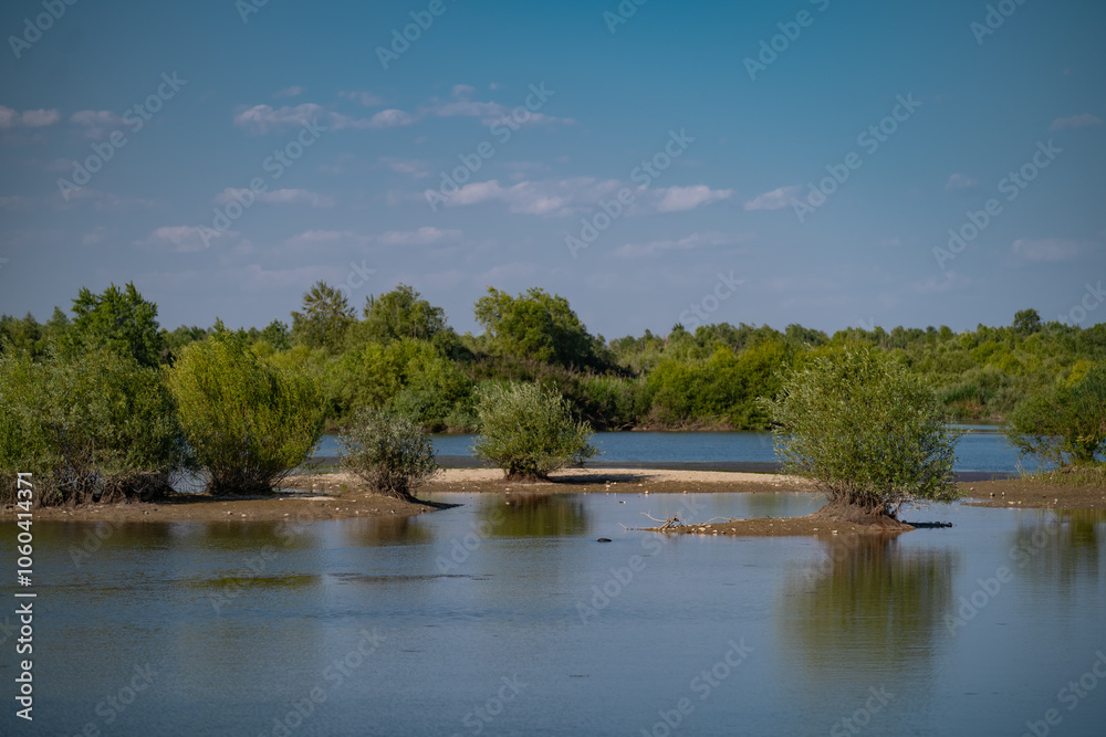 Summer landscape with a delta and a quiet lake reflecting a willow in the water. Natural habitat for numerous wild species in the environment. The wonderful green nature in all its splendor