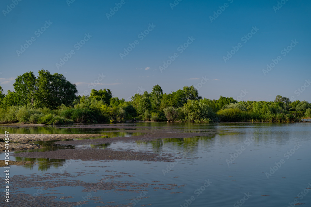 Fototapeta premium Summer landscape with a delta and a quiet lake reflecting a willow in the water. Natural habitat for numerous wild species in the environment. The wonderful green nature in all its splendor