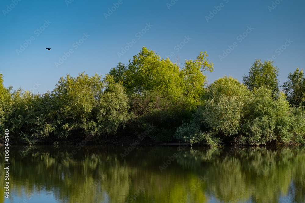 Summer landscape with a delta and a quiet lake reflecting a willow in the water. Natural habitat for numerous wild species in the environment. The wonderful green nature in all its splendor Summer landscape with a delta and a quiet lake reflecting a willow in the water. Natural habitat for numerous wild species in the environment. The wonderful green nature in all its splendor