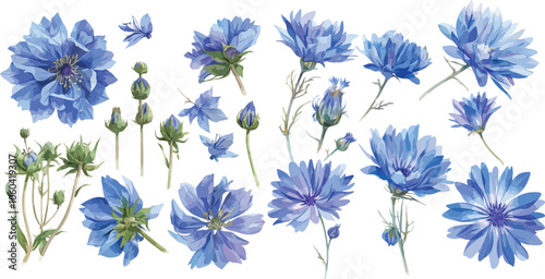 Chicory watercolor clipart	