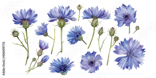 Chicory watercolor clipart	