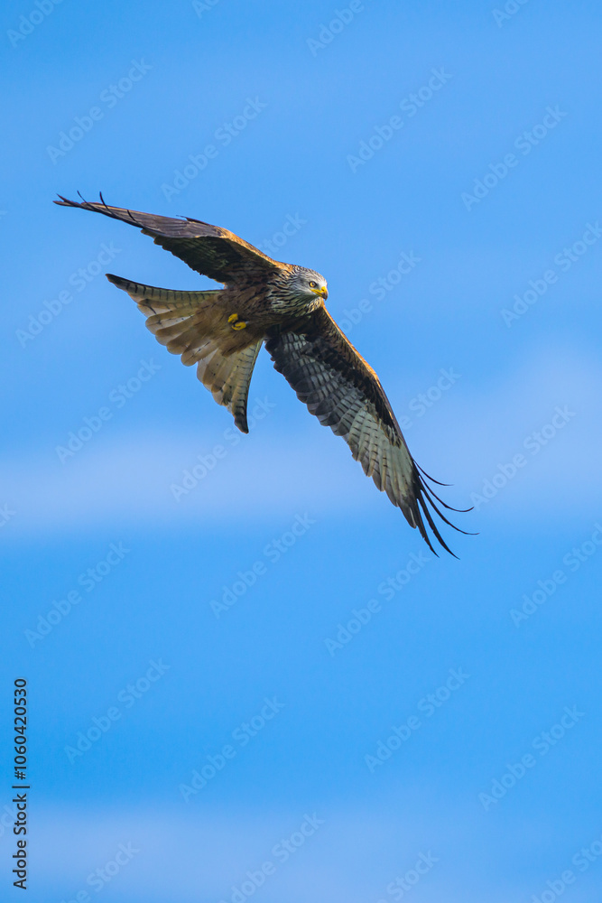 Obraz premium Red Kite, Milvus milvus, bird in flight