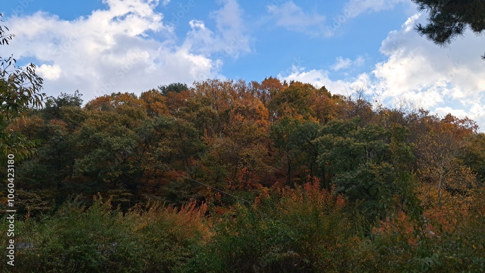autumn in the forest, This image captures a beautiful autumn scene. In the foreground, there's a tree with deep red leaves, showcasing the vibrant colors of fall autumn in the forest, This image captures a beautiful autumn scene. In the foreground, there's a tree with deep red leaves, showcasing the vibrant colors of fall