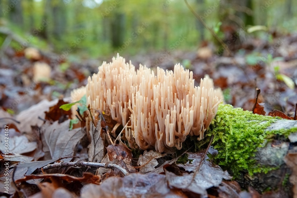Des champignons clavaires sur du bois mort rempli de mousse sur le sol en forêt Des champignons clavaires sur du bois mort rempli de mousse sur le sol en forêt