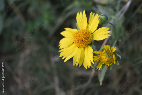 Golden Crownbeard (Also called Golden Crownbeard, Copen Daisy, golden crown beard) in the nature, Golden Crownbeard Flower closeup,Beautiful yellow flower closseup in nature Chakwal, Punjab, Pakistan photo