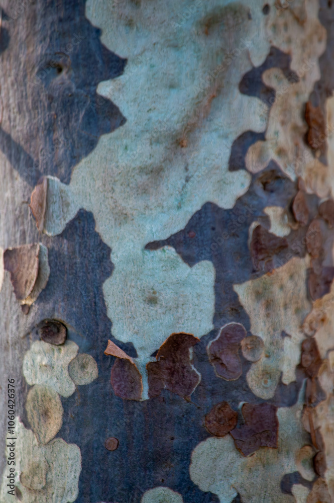 Naklejka premium Natural Tree Trunk Texture