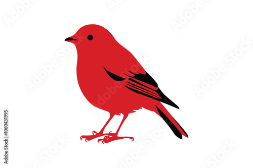robin isolated on white background