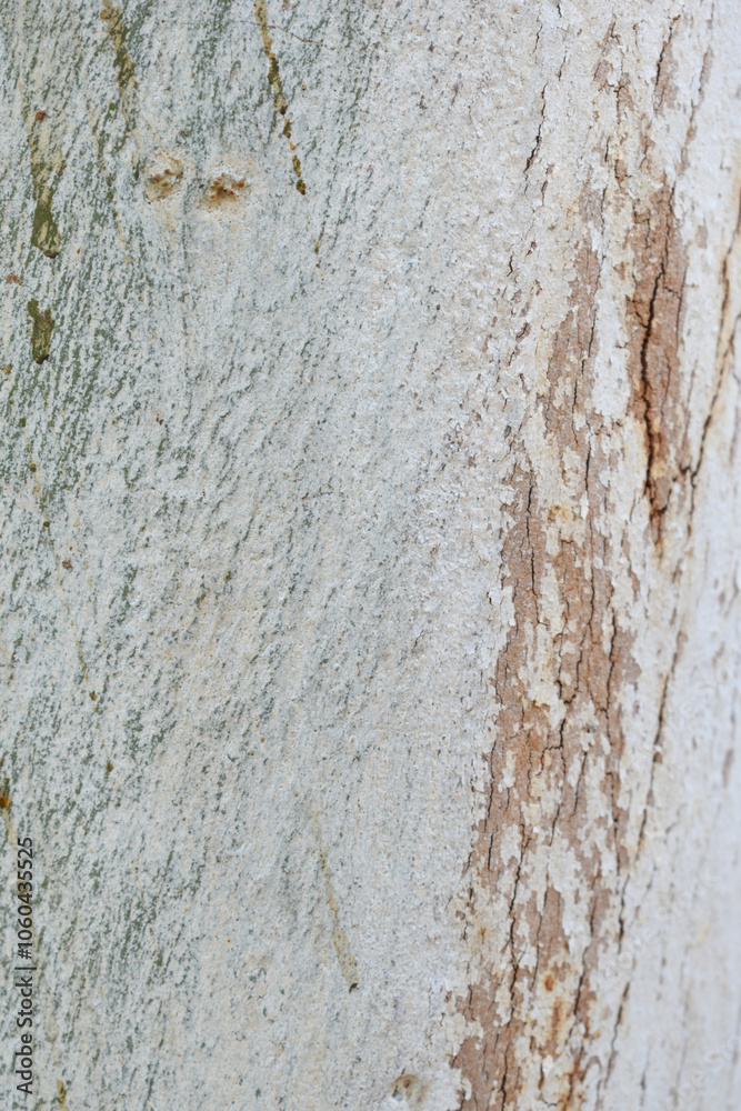Obraz premium Eucalyptus tree bark texture, Bark of eucalyptus tree, seamless texture, a eucalyptus tree bark texture background image