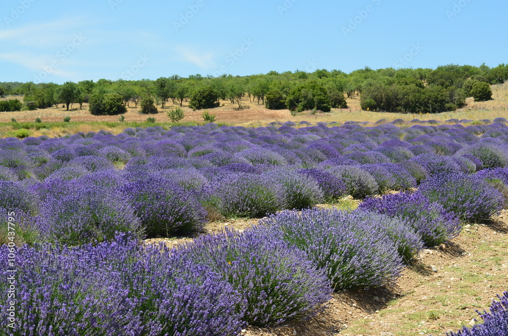 Fototapeta premium field of lavender