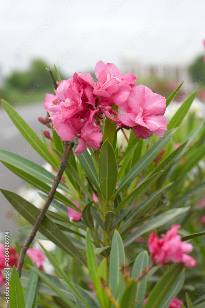Obraz premium Nerium oleander in bloom, Pink siplicity bunch of flowers and green leaves on branches, Nerium Oleander shrub Pink flowers, ornamental shrub branches in daylight, bunch of flowers closeup