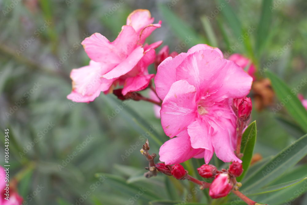Nerium oleander in bloom, Pink siplicity bunch of flowers and green leaves on branches, Nerium Oleander shrub Pink flowers, ornamental shrub branches in daylight, bunch of flowers closeup Nerium oleander in bloom, Pink siplicity bunch of flowers and green leaves on branches, Nerium Oleander shrub Pink flowers, ornamental shrub branches in daylight, bunch of flowers closeup