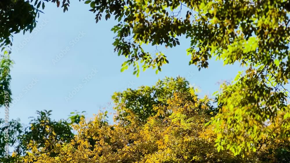 The treetops with leaves changing colors of golden yellow, orange and green, signaling the change of seasons, which is probably autumn. The bright blue sky in the background contrasts beautifully with The treetops with leaves changing colors of golden yellow, orange and green, signaling the change of seasons, which is probably autumn. The bright blue sky in the background contrasts beautifully with