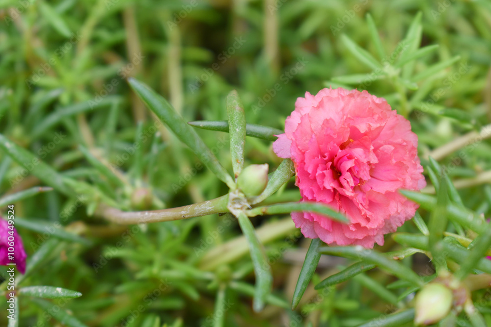 Portulaca grandiflora or moss rose purslane flower closeup, Closeup pink moss rose purslane (portulaca grandiflora) flowers in garden tropical, delicate dreamy of beauty of nature with green leaves Portulaca grandiflora or moss rose purslane flower closeup, Closeup pink moss rose purslane (portulaca grandiflora) flowers in garden tropical, delicate dreamy of beauty of nature with green leaves