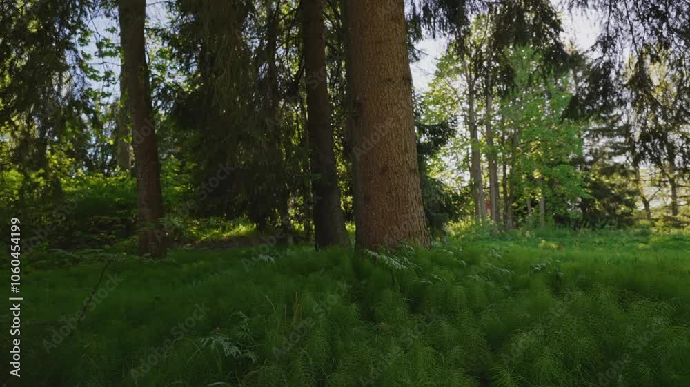 Pine trees in the Scandinavian forest. Pine trees in the Scandinavian forest.