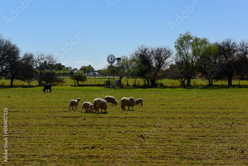 Sheep in rural landscape, La Pampa Province, Patagonia,Argentina photo