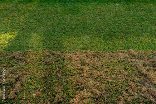 Scarifying the lawn before the winter season using an electric scarifier.