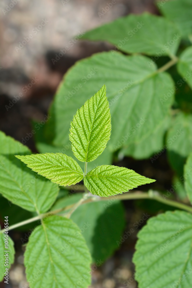 European red raspberry  leaves