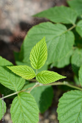 European red raspberry leaves