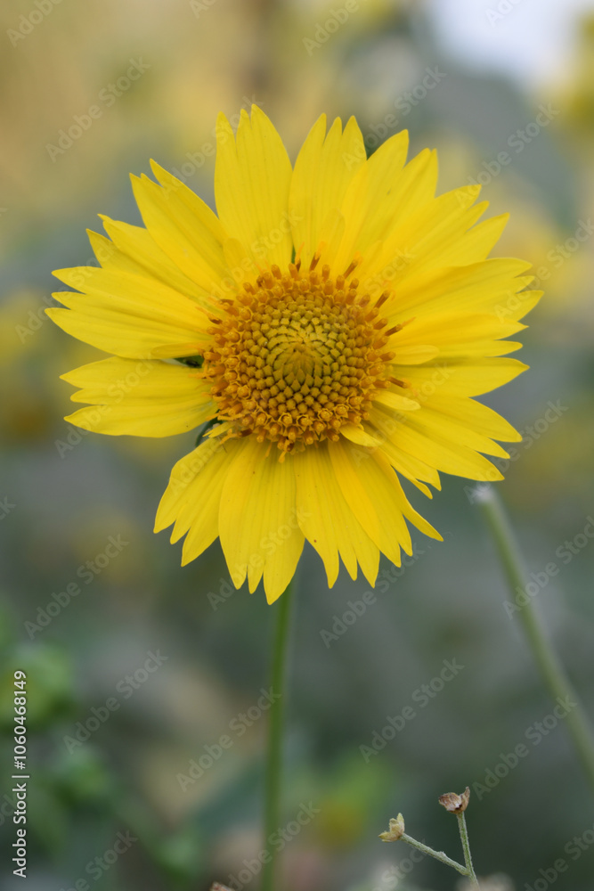 Golden Crownbeard (Also called Golden Crownbeard, Copen Daisy, golden crown beard) in the nature, Golden Crownbeard Flower closeup,Beautiful yellow flower closseup in nature Chakwal, Punjab, Pakistan Golden Crownbeard (Also called Golden Crownbeard, Copen Daisy, golden crown beard) in the nature, Golden Crownbeard Flower closeup,Beautiful yellow flower closseup in nature Chakwal, Punjab, Pakistan