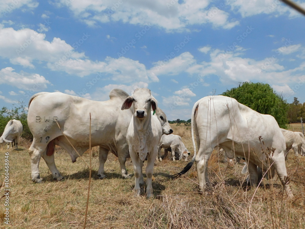 A white American Brahman Calf facing the camera, whilst standing on a golden grass field between a herd of Cattle in South Africa, Gauteng. A white American Brahman Calf facing the camera, whilst standing on a golden grass field between a herd of Cattle in South Africa, Gauteng.