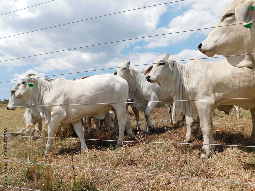 Closeup photograph of a herd of American Brahman Cattle looking up into the distance, standing behind an electric fence with a blue sky and scattered white clouds in the background , in South Africa Closeup photograph of a herd of American Brahman Cattle looking up into the distance, standing behind an electric fence with a blue sky and scattered white clouds in the background , in South Africa