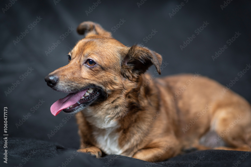 Portrait of a beautiful mongrel dog in a studio. Portrait of a beautiful mongrel dog in a studio.