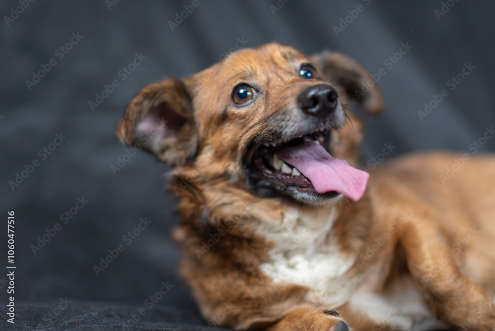Portrait of a beautiful mongrel dog in a studio. Portrait of a beautiful mongrel dog in a studio.