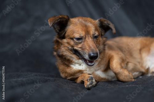 Portrait of a beautiful mongrel dog in a studio.