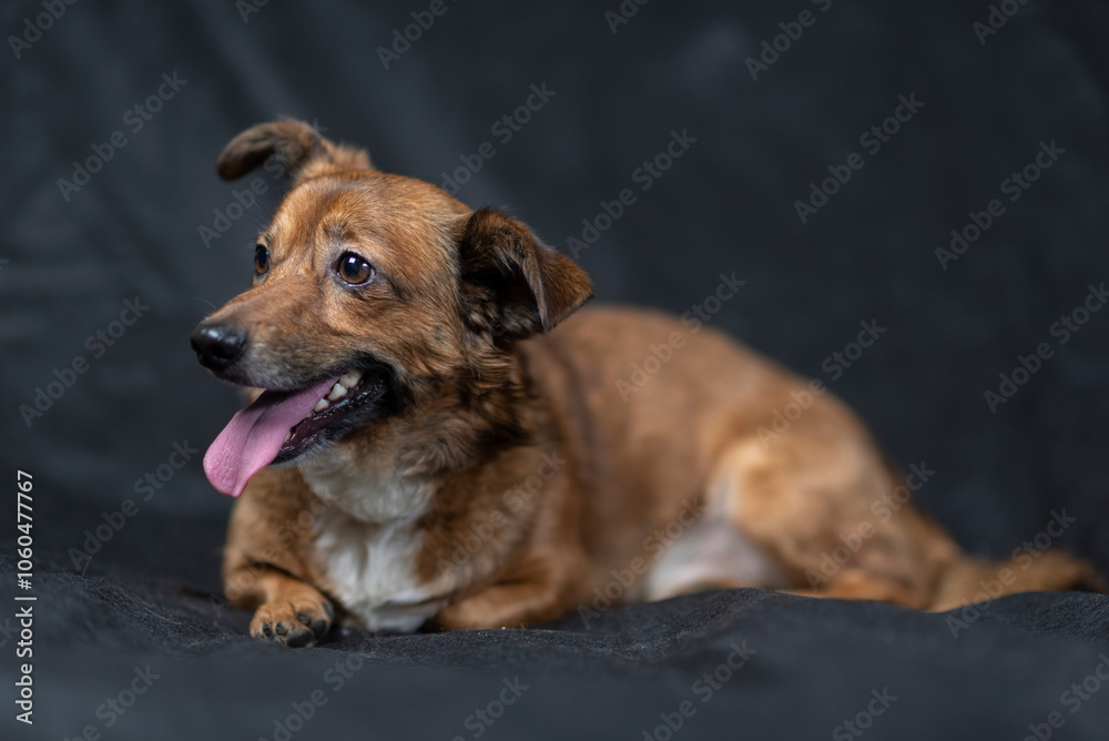 Portrait of a beautiful mongrel dog in a studio. Portrait of a beautiful mongrel dog in a studio.