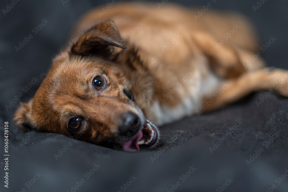 Portrait of a beautiful mongrel dog in a studio. Portrait of a beautiful mongrel dog in a studio.