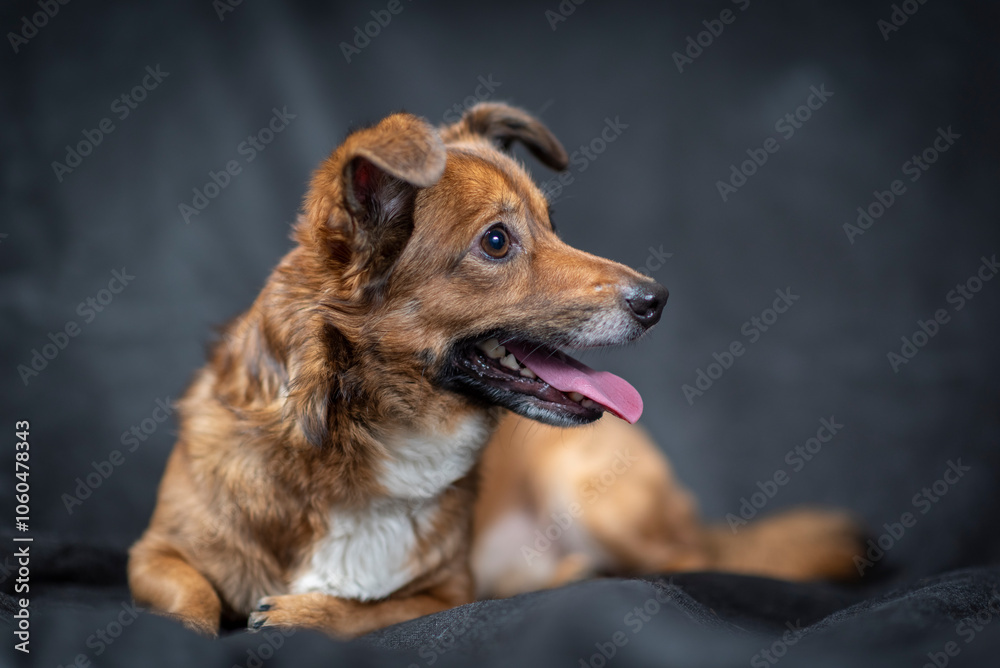 Portrait of a beautiful mongrel dog in a studio. Portrait of a beautiful mongrel dog in a studio.