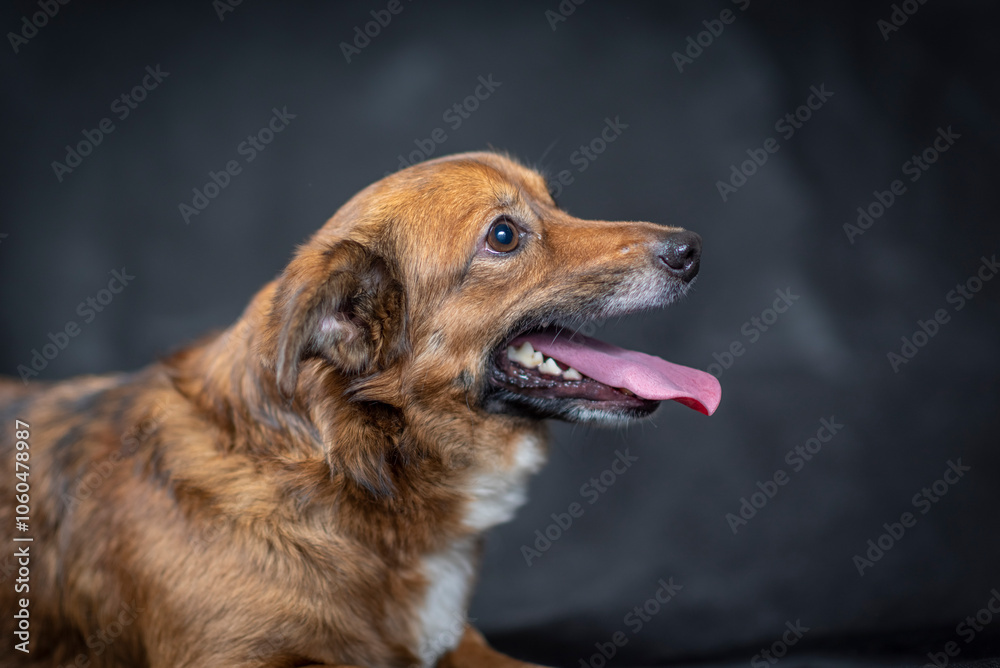 Portrait of a beautiful mongrel dog in a studio. Portrait of a beautiful mongrel dog in a studio.
