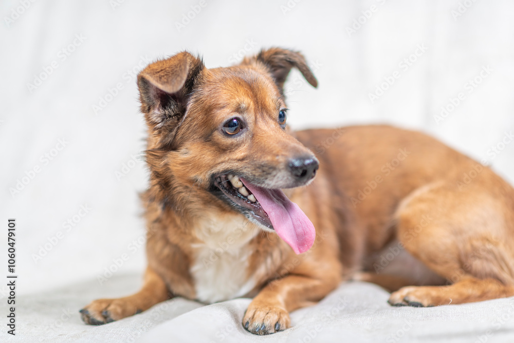 Portrait of a beautiful mongrel dog in a studio. Portrait of a beautiful mongrel dog in a studio.