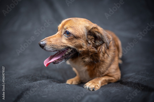 Portrait of a beautiful mongrel dog in a studio.