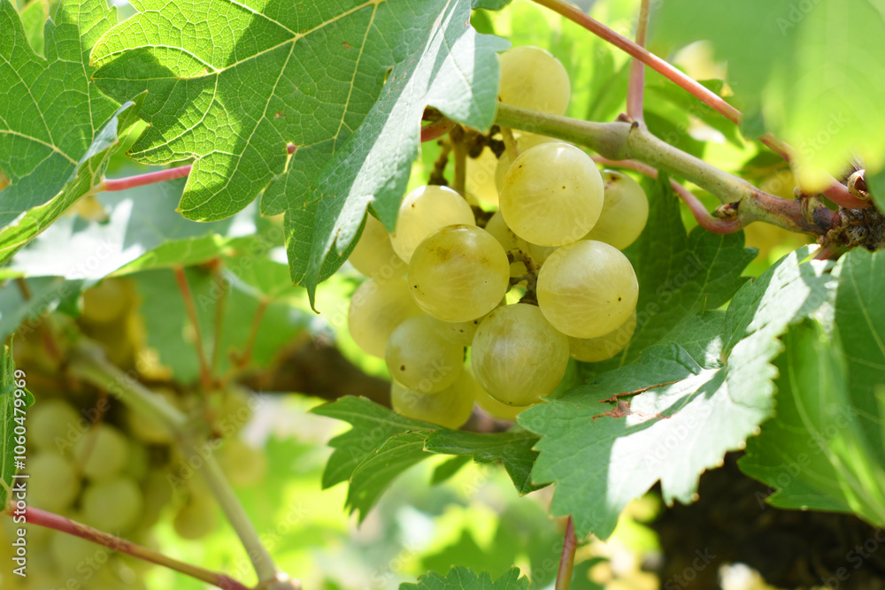 Close up of grapes hanging on Vine, Hanging grapes. Grape farming. Grapes farm. Tasty green grape bunches hanging on branch. Grapes With Selective Focus on the subject, Chakwal, Punjab, Pakistan Close up of grapes hanging on Vine, Hanging grapes. Grape farming. Grapes farm. Tasty green grape bunches hanging on branch. Grapes With Selective Focus on the subject, Chakwal, Punjab, Pakistan