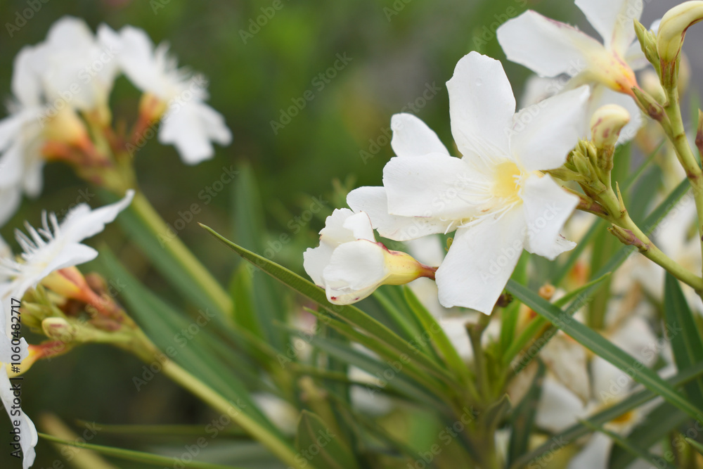 Obraz premium Nerium oleander in bloom, White siplicity bunch of flowers and green leaves on branches, Nerium Oleander shrub white flowers, ornamental shrub branches in daylight, bunch of flowers closeup