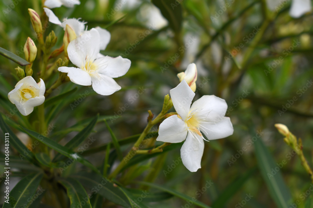 Nerium oleander in bloom, White siplicity bunch of flowers and green leaves on branches, Nerium Oleander shrub white flowers, ornamental shrub branches in daylight, bunch of flowers closeup